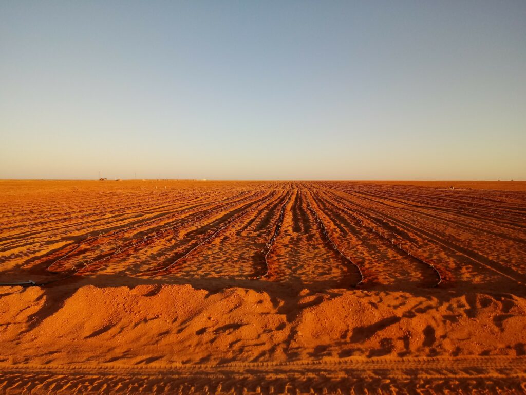 Cultivo en el desierto 2