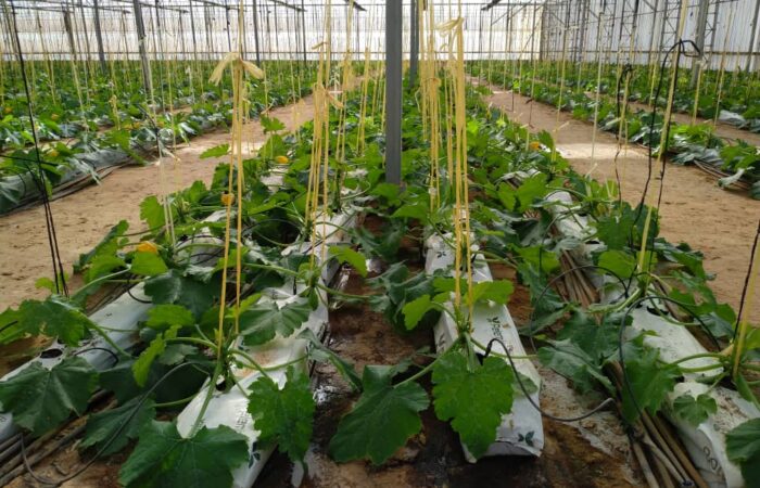 Invernaderos con cultivo hidropónico 1