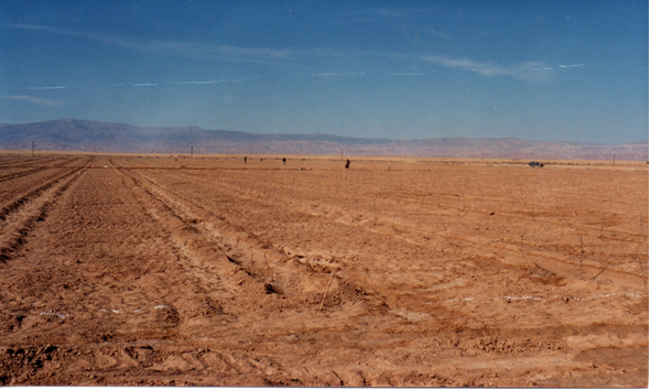 Proyecto integral El Moustak-Bel. Biskra.